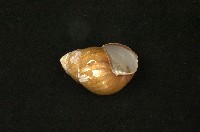 斯文豪氏長蝸牛藏品圖，第2張